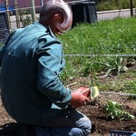 POTAGER - Plants & Plantation
