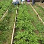POTAGER - Plantation de printemps