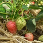 Groupe de plantation au Potager - AIUTU CORSU