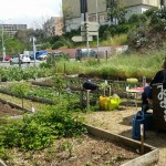Avancement au jardin potager