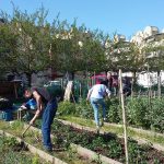 Le jardin potager des usagers