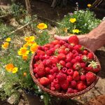 Récoltes de printemps